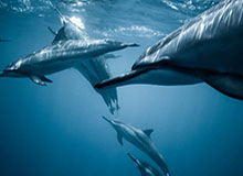 九游体育-33岁前锋伤退：利物浦257球纪录的悬念终章